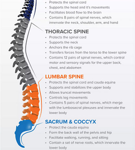Spine Functions