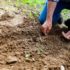 Gardening