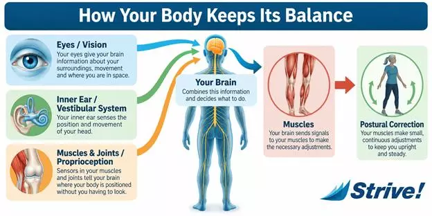 How Your Body Keeps Balance