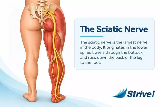 Sciatic Nerve